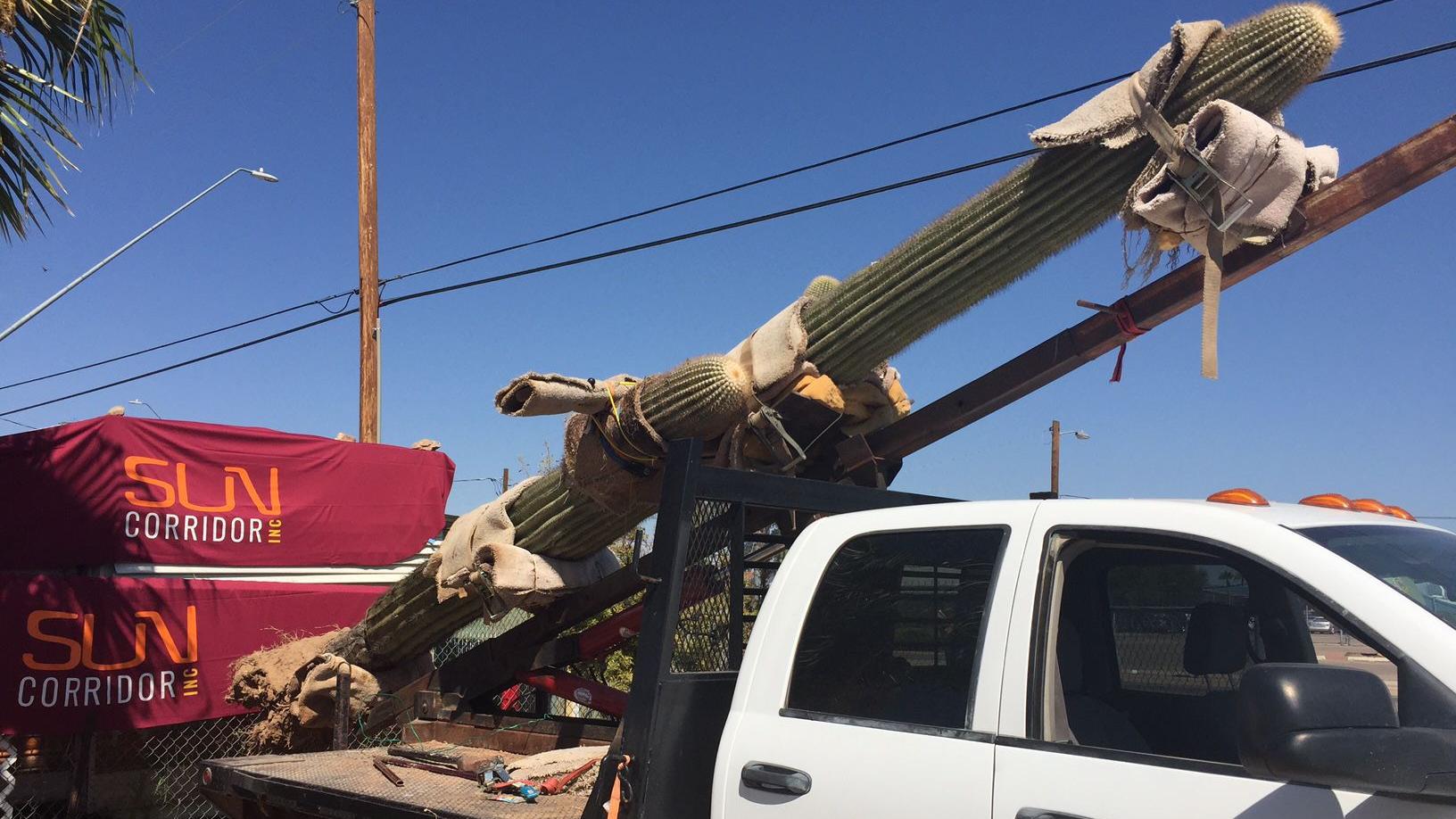 Steller's Friday Notebook: Saguaro or not, Amazon out of Tucson's league